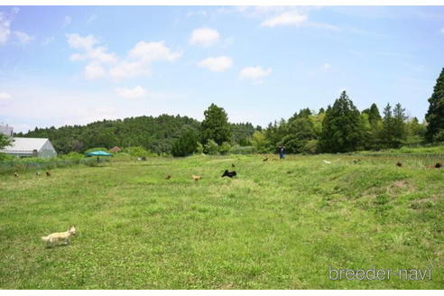 成約済の千葉県のチワワ(ロングコート)-210378の3枚目